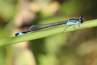 Agrion élégant