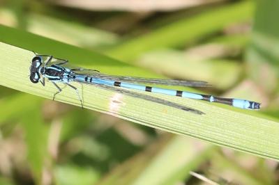 Agrion jouvencelle