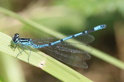 Agrion jouvencelle