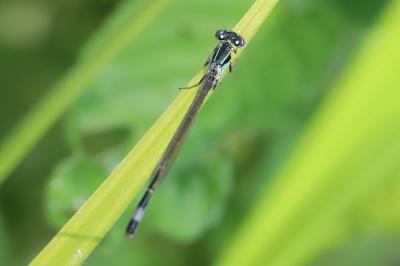 Agrion élégant