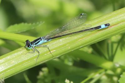 Agrion élégant