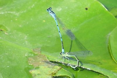 Agrion jouvencelle