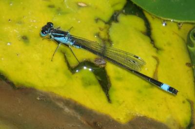 Agrion élégant