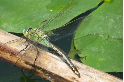 Anax empereur 