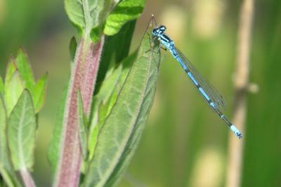 Agrion jouvencelle