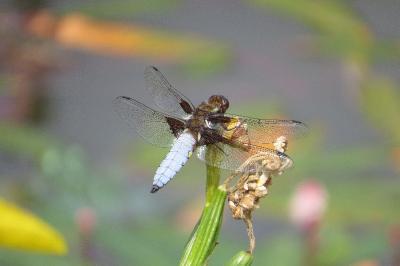 Libellule déprimée 