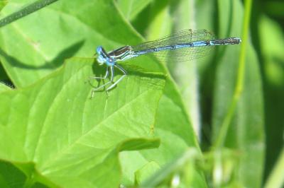 Agrion à larges pattes