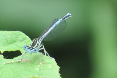 Agrion à larges pattes