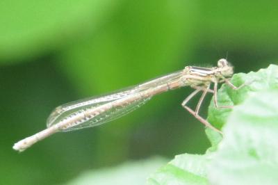 Agrion à larges pattes