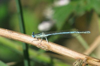 Agrion à larges pattes