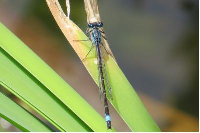Agrion élégant