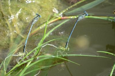 Agrion à larges pattes