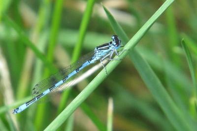Agrion de Mercure