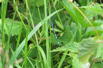 Agrion de Mercure