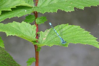 Agrion jouvencelle