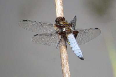 Libellule déprimée 