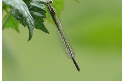 <i>Coenagrion</i>