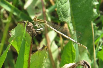 Agrion à larges pattes