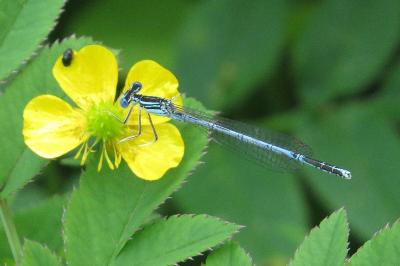 Agrion à larges pattes