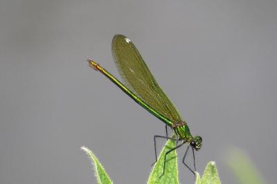 Caloptéryx éclatant
