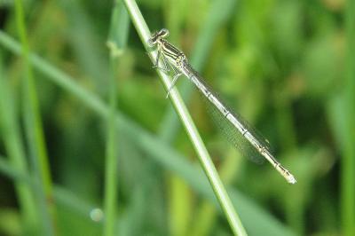 Agrion à larges pattes