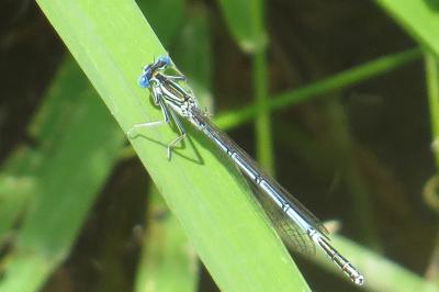 Agrion à larges pattes