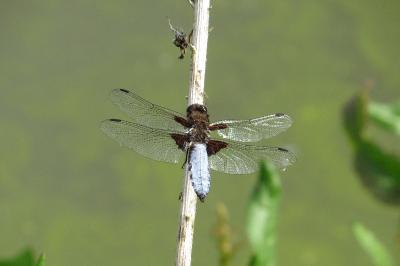 Libellule déprimée 