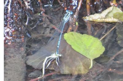 Agrion à larges pattes