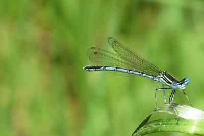 Agrion à larges pattes