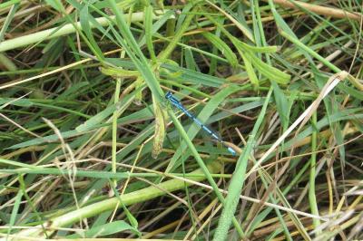 Agrion jouvencelle