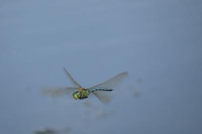 Anax empereur 