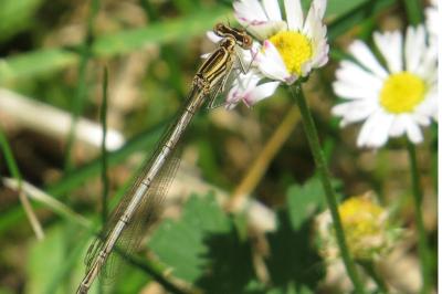 Agrion à larges pattes