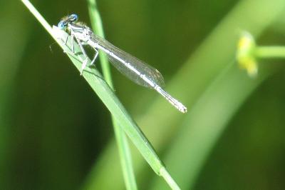 Agrion à larges pattes