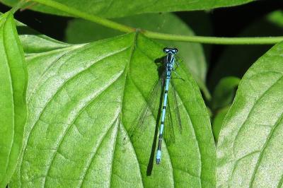 Agrion jouvencelle
