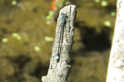 Agrion élégant