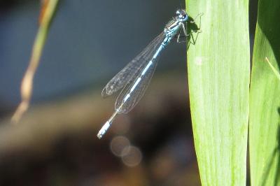 Agrion jouvencelle