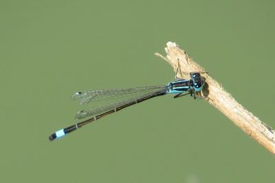 Agrion élégant