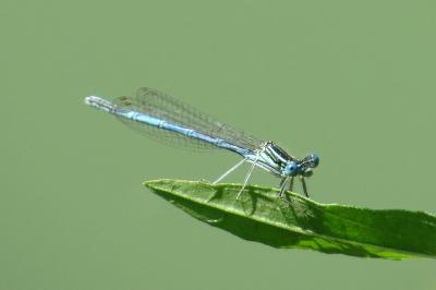 Agrion à larges pattes