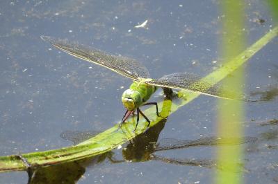 Anax empereur 