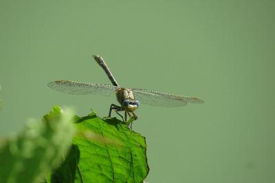 <i>Gomphus</i>
