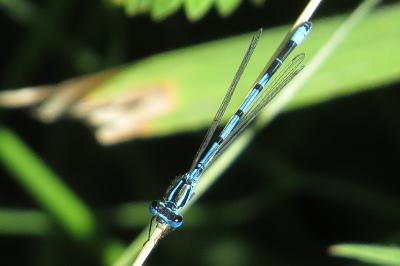 Agrion jouvencelle