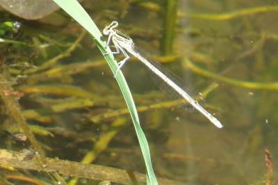 Agrion à larges pattes