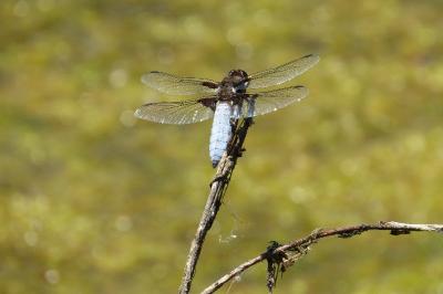 <i>Libellula depressa</i>