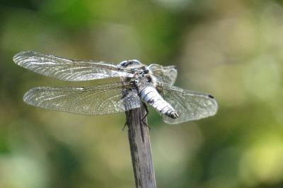 <i>Libellula fulva</i>