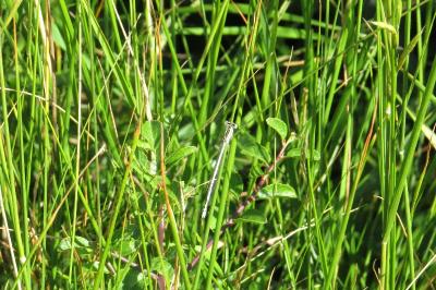 <i>Platycnemis pennipes</i>