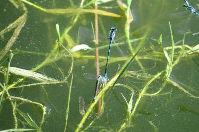 <i>Coenagrion scitulum</i>