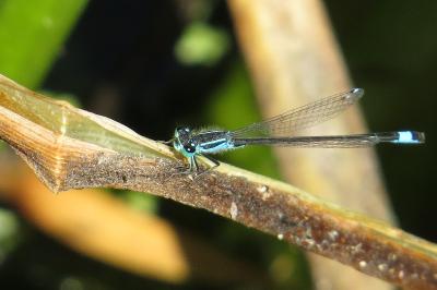 <i>Ischnura elegans</i>