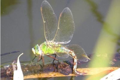 <i>Anax imperator</i>