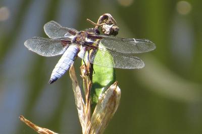 <i>Libellula depressa</i>