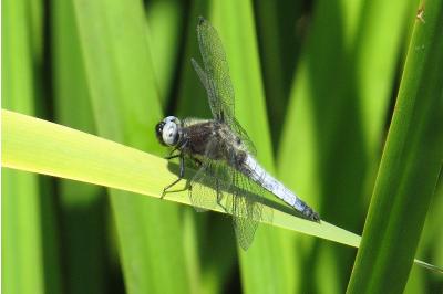 <i>Libellula fulva</i>